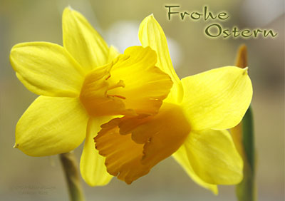 Postkarte Frohe Ostern - CR-Mediendesign Carmen Rieb