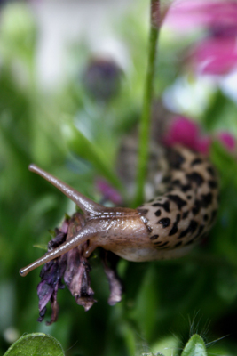 schnecke