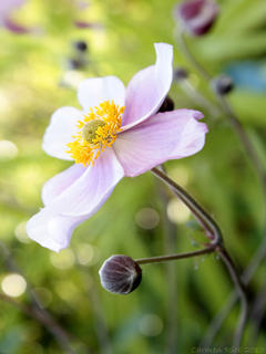 Fotoposter Anemone