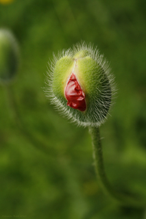 Fotoposter Erwachender Mohn 3