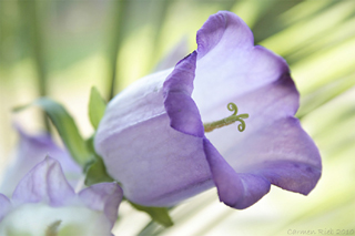 Fotoposter Glockenblume