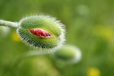 klatschmohn