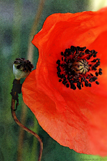 Fotoposter Mohnblume