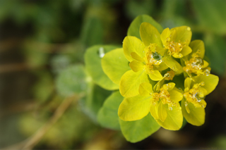 Regennasse Pflanze