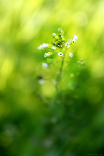 Fotoposter Weiße Blueten im gruenen Licht