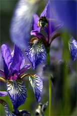 Postkarte Lilien mit Hummel