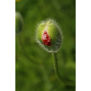 poster_turkish_poppey