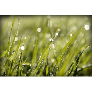 poster_wet_grass