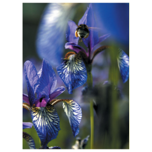 postkarte_hummel_lilien