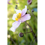 poster_anemones