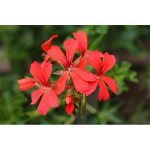 photo_pelargonium