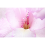 poster_gladiolus_romantic