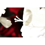 poster_gladiolus_expressive