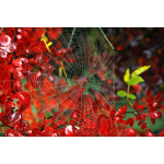 poster_spiderweb